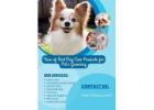 Uses of Best Dog Care Products for Grooming