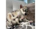 Alaskan klee kai toy for sale