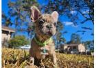 Cute Merle Female looking for her "furever" home |