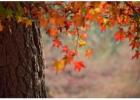 Plant a Tree In Memory Of a Loved One Near Me