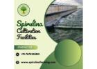 Spirulina Cultivation |  Sustainable Farming for Quality Spirulina