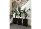 Best Indoor Plants - Enhance Your Space with Greenery!