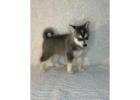 klee kai puppies