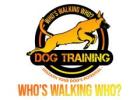 Who's Walking Who? Dog Training Utah