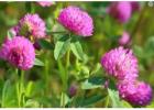 Embrace Wellness with Red Clover Flower Tea