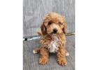 Adorable Toy Poodle Puppies |