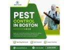 Pest Control in Boston