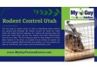 Effective Rodent Control in Utah with My Guy Pest and Lawn Solutions