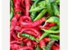 Grow Spicy Delights with Cowhorn Pepper Seeds