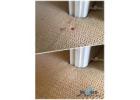 Fast and Effective Carpet Stain Removal in Sunshine Coast