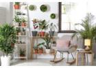 Enhance Your Space with Beautiful Indoor Plants Melbourne