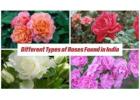 Roses Varieties in India