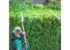 Your Professional Hedge Trimming Service—Land Love Lawn Maintenance