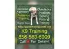 Big or small dog training