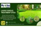 Effective Lawn Fungicide Solutions in Utah – Trust My Guy Pest and Lawn Solutions