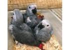 Hand Raised African Grey Parrots for Sale