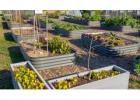 Plants For Garden Beds