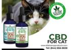 Boost Your Cat's Health with Premium CBD for Cats!