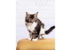 Maine Coon For Sale: Loving, and Playful Companions