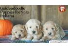 Goldendoodle Puppies for Sale Indiana: Top Breeder