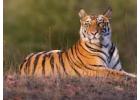 Plan Ranthambore Safari Booking Online with Various Options