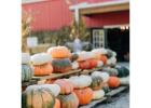 Faulkner’s Ranch: Your Perfect KC Pumpkin Patch Adventure