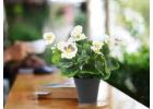 Enjoy Artificial Flowering Plants Anywhere Anytime