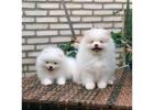 Pomeranian puppy available