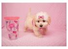 Maltese puppy for sale