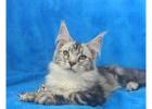 Maine Coon Kitten Breeders