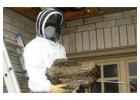 Wasp Nest Removal Melbourne