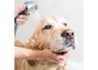 Professional Pet Grooming Supplies