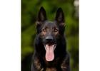 German Shepherd Trained Protection Dogs for Sale