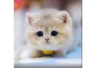 Cute Munchkin cats for sale now