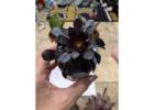 Black Rose Aeonium (Zwartkop) – A Striking Addition to Your Home